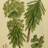 Euphorbia characias - wikimedia commons