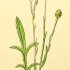 Centaurea cyanus - wikimedia commons
