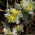 Paronychia kapela subsp. serpyllifolia - fleur