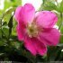 Rosa pendulina - fleur