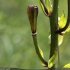 Lilium martagon - fruit