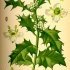 Ilex aquifolium - wikimedia commons