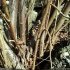 Corylus avellana - écorce