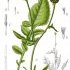 Centaurea scabiosa - wikimedia commons