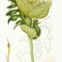 Cirsium oleraceum - wikimedia commons