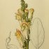 Antirrhinum majus subsp. latifolium - wikimedia commons