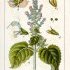Salvia sclarea - wikimedia commons