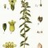 Lithospermum officinale - wikimedia commons