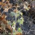 Eryngium maritimum - tige et feuille