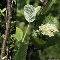 Alisier blanc, Sorbus aria
