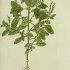 Heliotropium europaeum - wikimedia commons