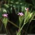 Dianthus armeria - inflorescence