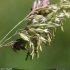 Phalaris arundinacea - épillets, fleurs
