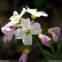 Cardamine pratensis - fleurs