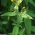 Hypericum hirsutum - tige, feuilles
