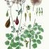 Thalictrum aquilegiifolium - wikimedia commons