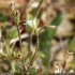 Cerastium pumilum - inflorescecne, graines