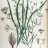 Falcaria vulgaris - wikimedia commons