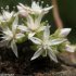 Sedum anglicum - fleurs