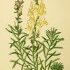 Linaria vulgaris - wikimedia commons