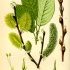 Salix caprea - wikimedia commons