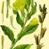 Oenothera biennis - wikimedia commons