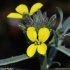 Erysimum nevadense s. collisparsum - fleurs