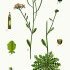 Arabidopsis arenosa - wikimedia commons