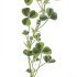 Medicago arabica - wikimedia commons