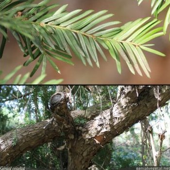 If, Taxus baccata
