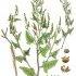 Atriplex prostrata - wikimedia commons