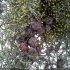 Cupressus arizonica - cône mâle, fruit