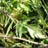 Scabiosa columbaria - feuille