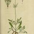 Valeriana tuberosa - wikimedia commons