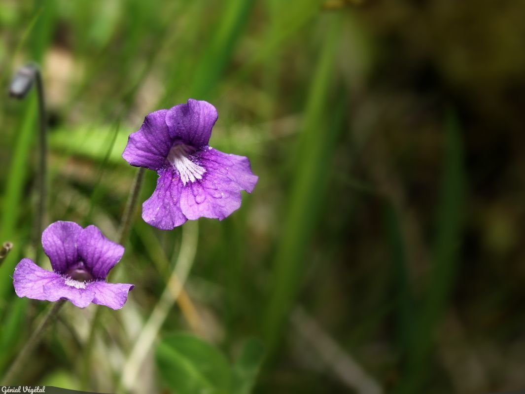 Pinguicula grandiflora subsp. grandiflora Grassette à grandes fleurs