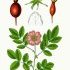 Rosa pendulina - wikimedia commons