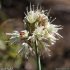 Allium ericetorum - fleurs
