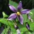 Solanum dulcamara - fleur