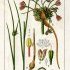 Allium oleraceum - wikimedia commons