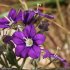 Legousia speculum-veneris - fleur