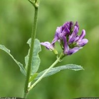 Luzerne cultivée, Medicago sativa