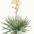 Yucca gloriosa - wikimedia commons