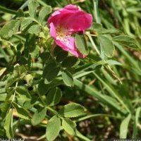 Églantier des Alpes, Rosa pendulina