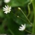Stellaria graminea - fleur