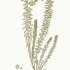 Euphorbia paralias - wikimedia commons