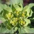 Euphorbia helioscopia - inflorescence