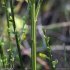 Cytisus scoparius - écorce
