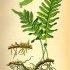 Polypodium vulgare - wikimedia commons