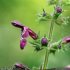 Stachys sylvatica - fleur