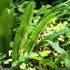 Asplenium scolopendrium - frondes